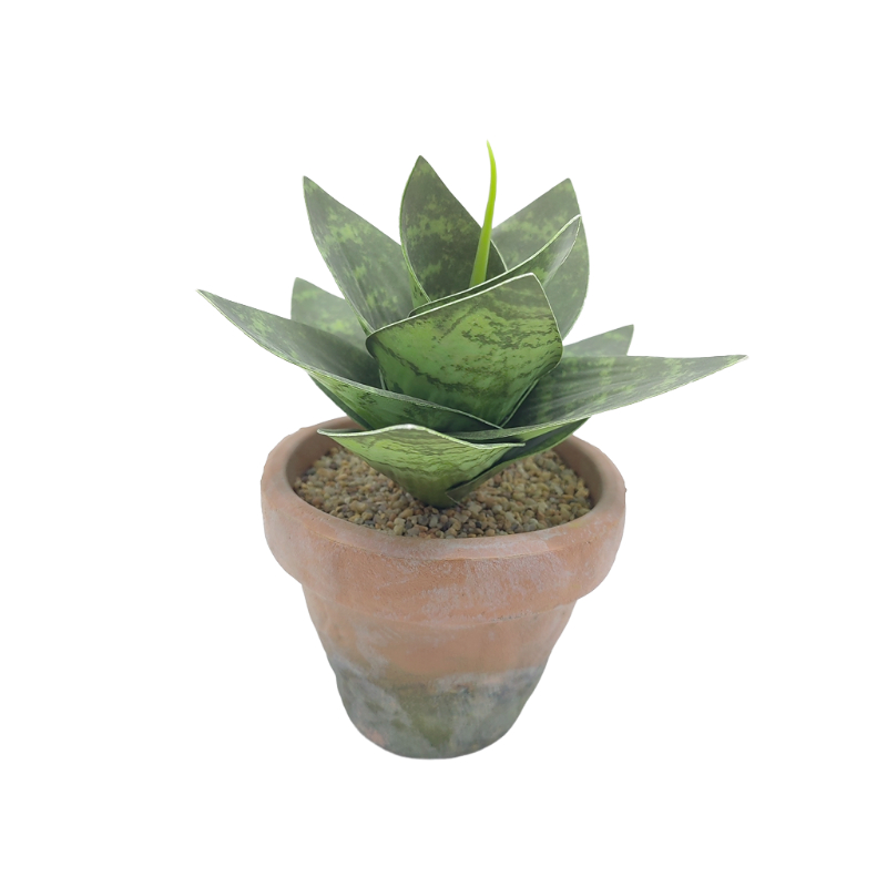 Snake Plant In EVA Pot