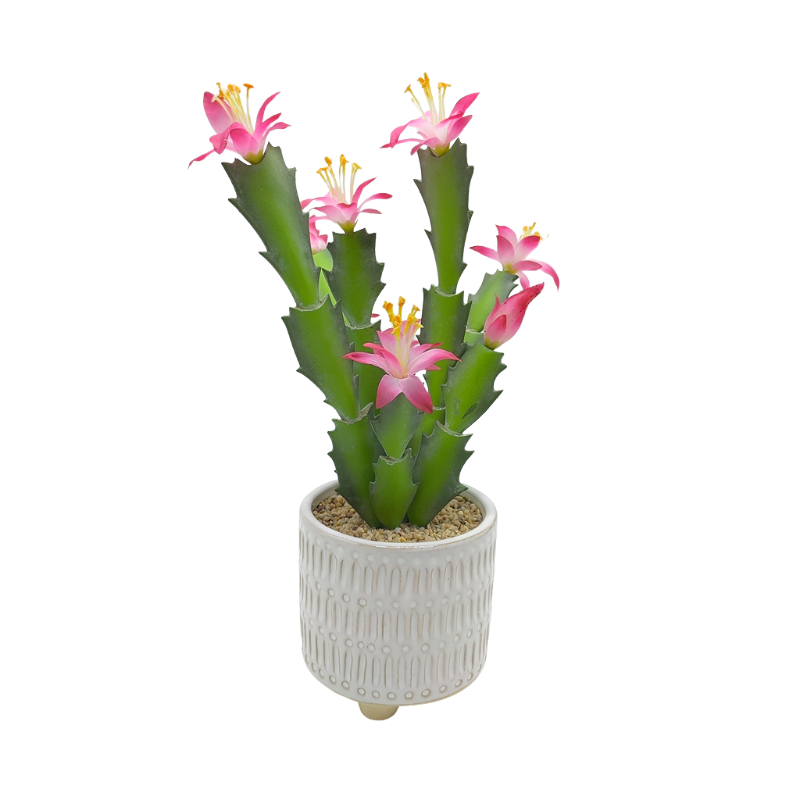 Succulent Plant In Ceramic Pot