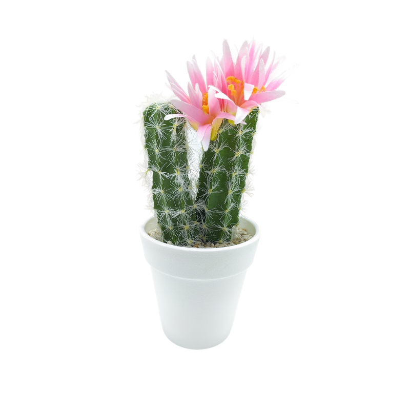 Cactus With Flower In Plastic Pot