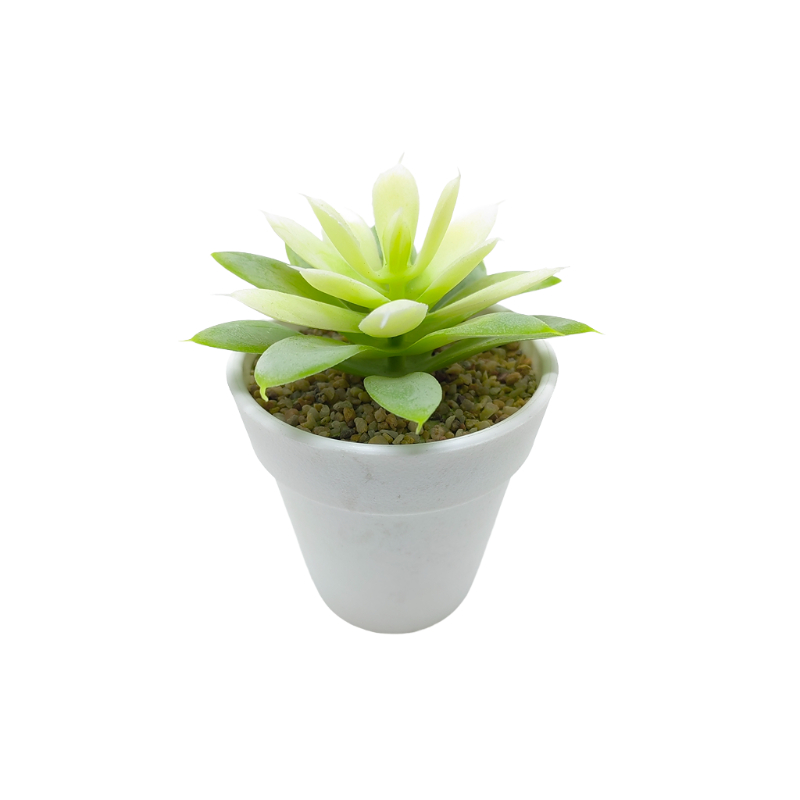 Succulent In Plastic Pot