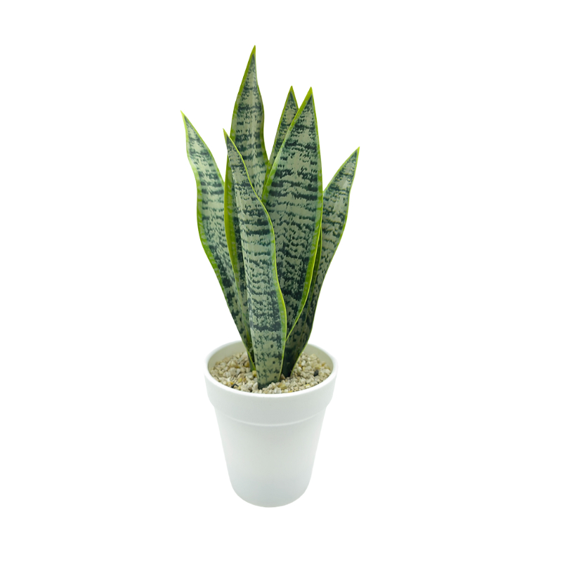 Sansevieria trifasciata Prain In Plastic Pot