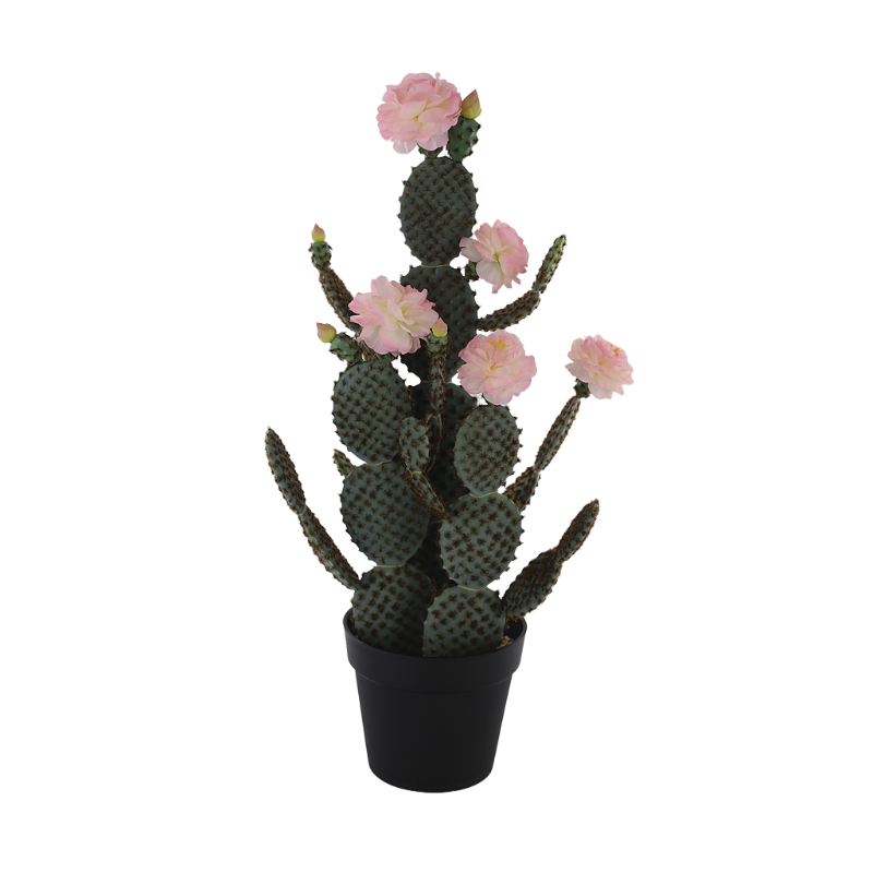 Cactus With Flower In Plastic Pot