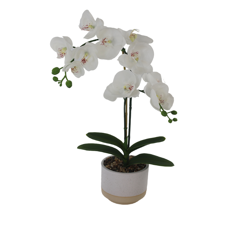 Orchid In Melamine Pot