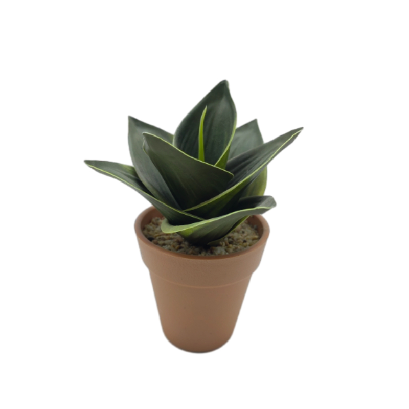 Snake Plant In Plastic Pot