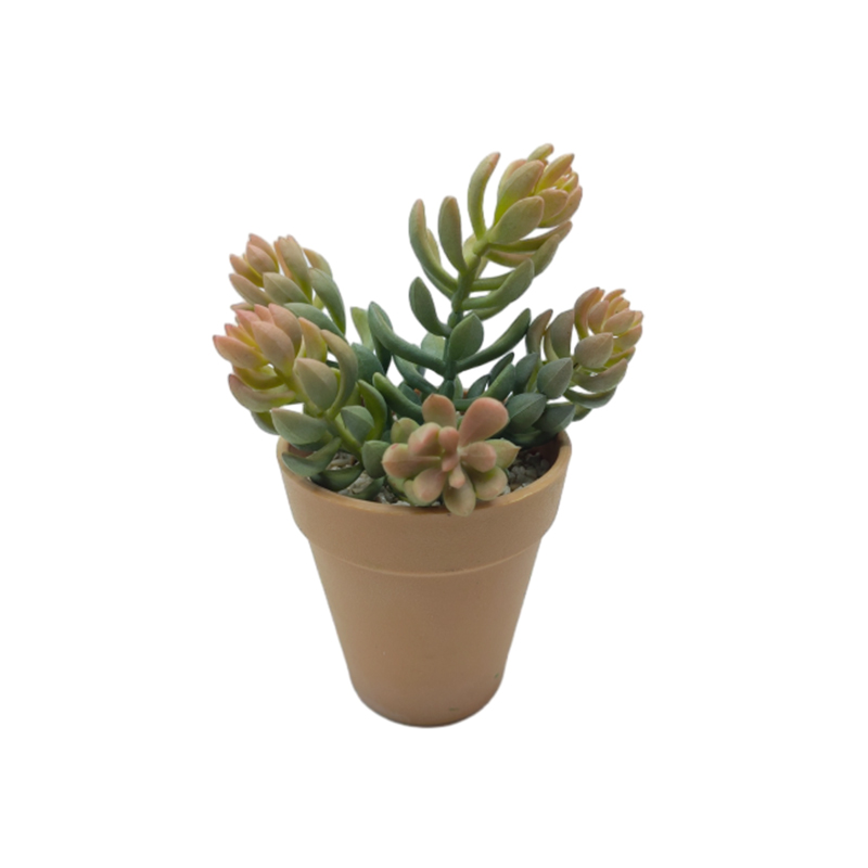 Succulent Plants In Plastic Pot