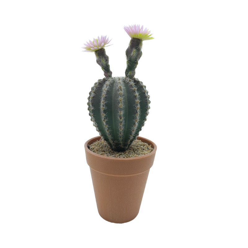 Cactus Plant In Plastic Pot