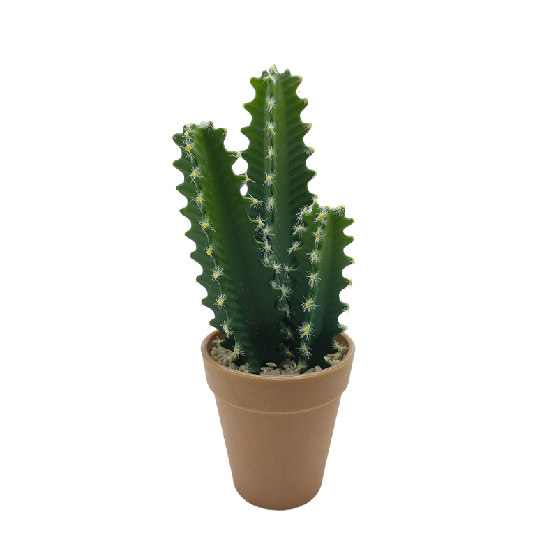 Cactus In Plastic Pot