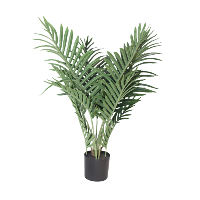 60cm Kwai Tree in Plastic Pot