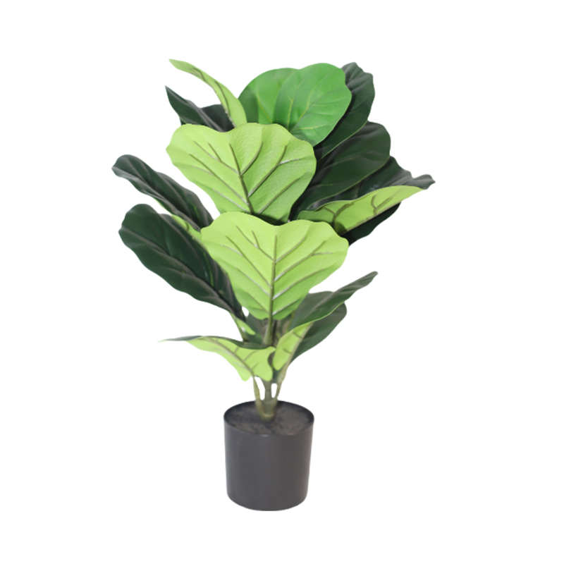 56cm Ficus Microcarpa In Plastic Pot