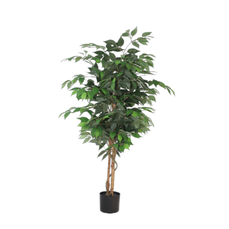 120Cm Ficus Microcarpa In Plastic Pot