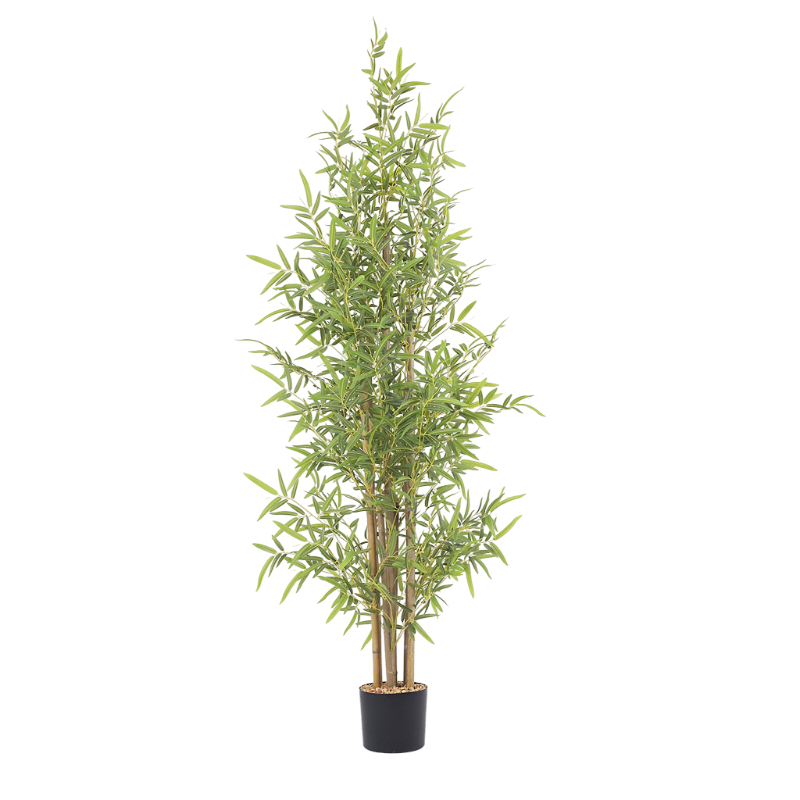 180cm Bamboo Tree in Plastic Pot