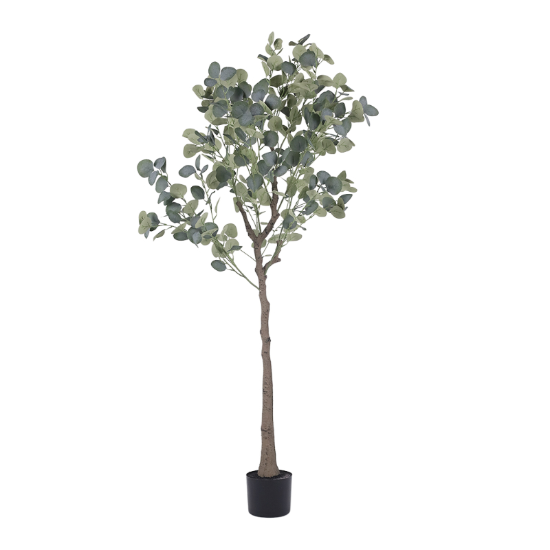 160cm Money Leaf Tree In Plastic Pot