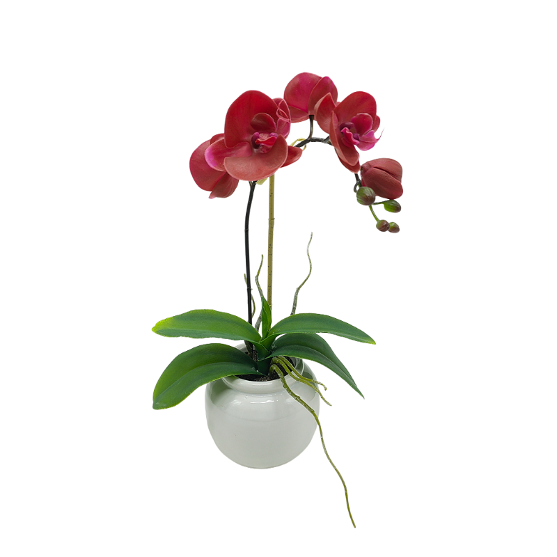 Orchid In Ceramic Pot