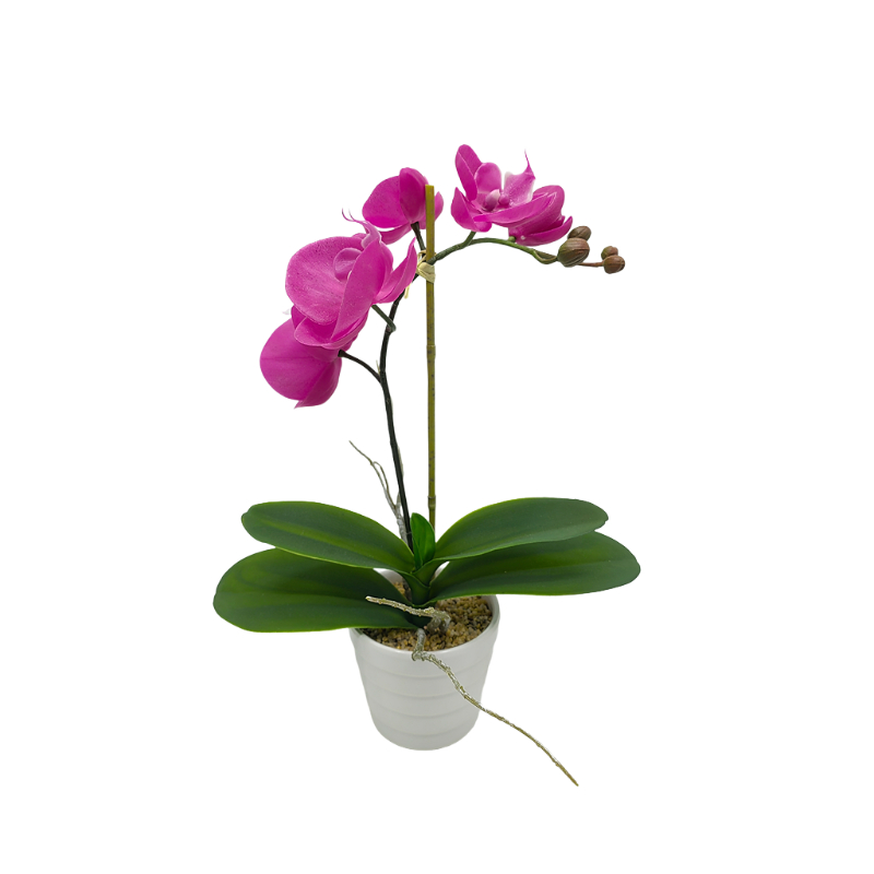 Orchid In Melamine Pot