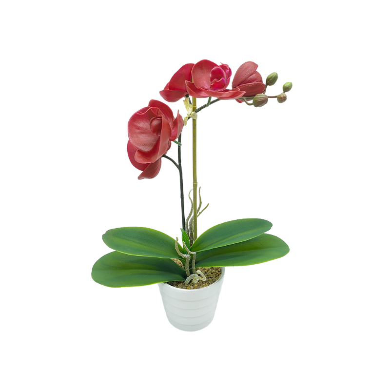 Orchid In Melamine Pot