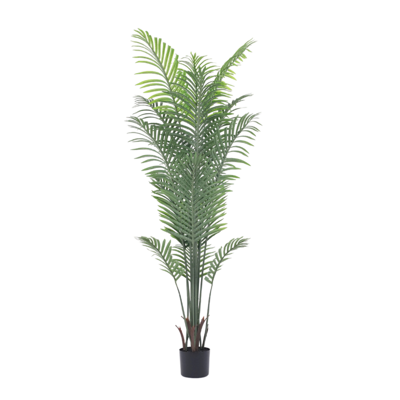 160cm Kwai Tree in Plastic Pot