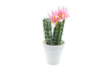 The Ultimate Buyer's Guide for Purchasing Artificial Cactus